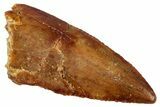 Serrated, Raptor Tooth - Real Dinosaur Tooth #275097-1